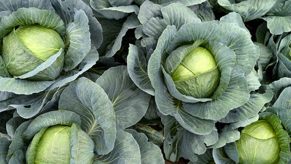 Close-up of white cabbage leaves in agriculture. 