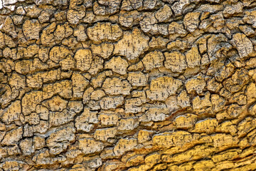 Macro Shot of Tree Bark Texture and Surface