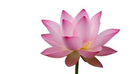 Pink lotus flower blooming isolated on white background for design elements