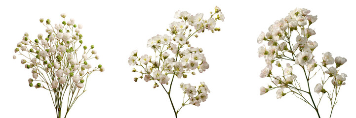 Fototapeta premium Set of a Delicate white baby’s breath flowers isolated on transparent background