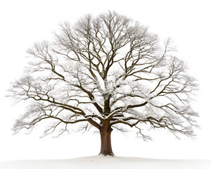 Obraz premium Majestic oak tree covered in snow isolated on transparent background, a symbol of strength, resilience, and winters serene beauty