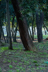 Sunset Light Streaming Through the Forest