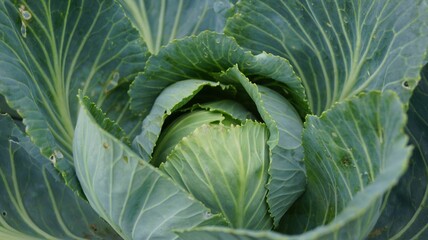 Close-Up of Fresh Green Cabbage