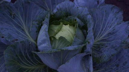 Close-up of a cabbage with large green leaves in a garden.