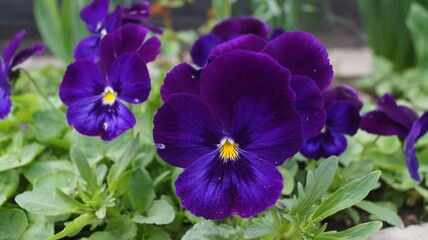 Close-up of vibrant purple pansies with green leaves.