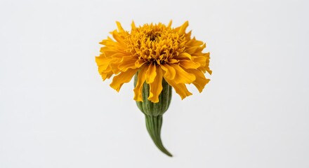 Single yellow flower close up