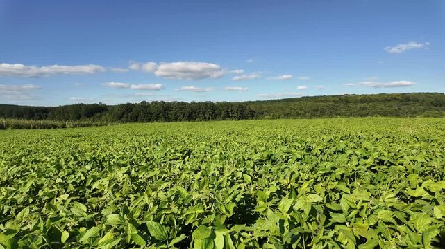 Soybean field. Soybean plantation.