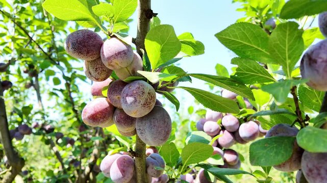 Blue plums on a tree branch. Close-up.
