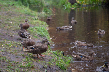 Duck hunting. Mallard duck on a lake during hunting.