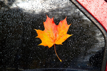 Autumn car sale. Autumn background on a city street.