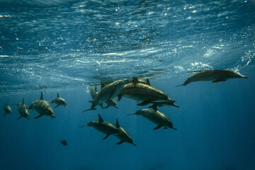 Bottlenose Dolphin in the blue sea background