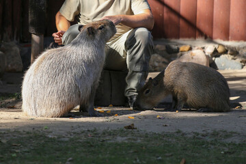 Moscow, Russia, September 10, 2025 - 
feeding capybaras at the Moscow Zoo, zoo workers hand-feed