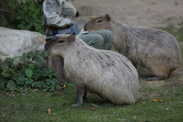 Moscow, Russia, September 10, 2025 - 
feeding capybaras at the Moscow Zoo, zoo workers hand-feed