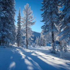 Obraz premium Sunlit Winter Forest Path with Dramatic Blue Shadows on Pristine Snow Under a Vivid Sky.