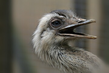 Kopf eines Straußes mit geöffnetem Schnabel  - Portrait