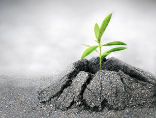 sprout making its way through the asphalt pavement. the concept of strength, perseverance, motivation. copy space