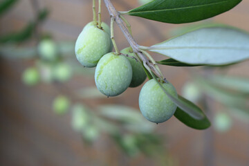 A photograph of an olive tree bearing olives, taken outdoors