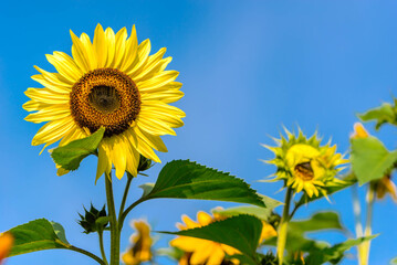 Blooming sunflower on blue sky background