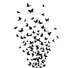 A swarm of butterflies flying, isolated on transparent background in a silhouette