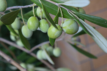 A photograph of an olive tree bearing olives, taken outdoors