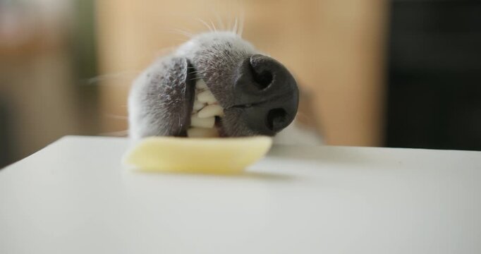 Dog stealing food from the table, funny moment with pasta.
