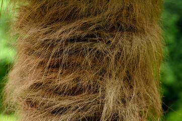 Close-up of palm tree trunk showing fibers and natural texture