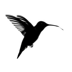 Fototapeta premium Silhouette of a hummingbird isolated on transparent background, wings spread wide