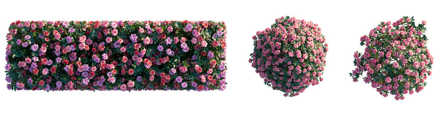 Camellia sasanqua Tree plan top view cutout transparent isolate on background