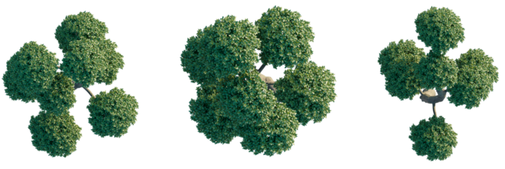 Carmona microphylla Tree plan view cutout transparent background