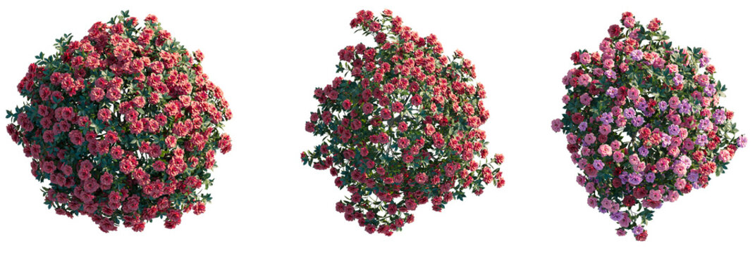 Camellia sasanqua Tree plan view cutout transparent background