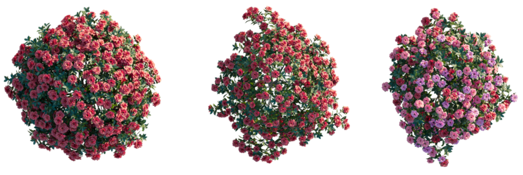 Camellia sasanqua Tree plan view cutout transparent background