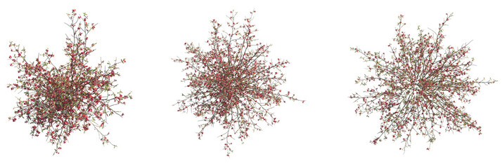 Chaenomeles speciosa Tree plan view cutout transparent background © DH Tree Stock