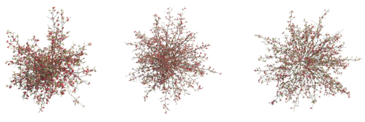 Chaenomeles speciosa Tree plan view cutout transparent background