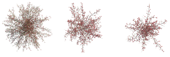 Chaenomeles speciosa Tree plan top view cutout transparent isolate on background