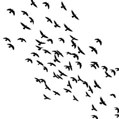 Silhouette of a flock of birds flying isolated on transparent background