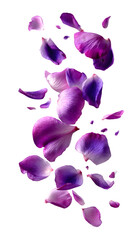 Purple flower petals gently falling isolated on transparent background PNG