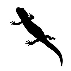 Silhouette of a lizard isolated on transparent background in vector format