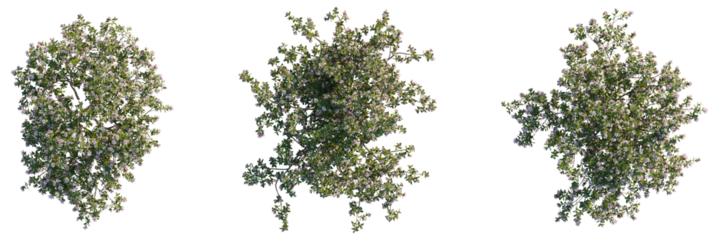 Escallonia x langleyensis apple Tree plan top view cutout transparent isolate on background