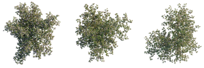 Escallonia x langleyensis apple Tree plan view cutout transparent background