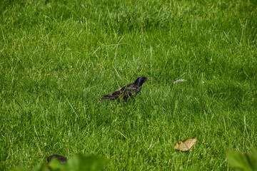 A starling bird foraging on lush green grass, showcasing the beauty of nature and wildlife.