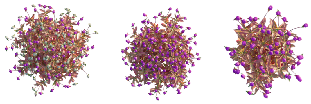 Gomphrena globosa Tree plan top view cutout transparent isolate on background - Powered by Adobe