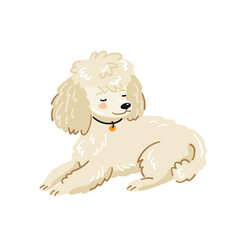 Cartoon illustration of a lying cream toy poodle, vector in flat style. Suitable for pet projects.