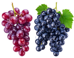 Fototapeta premium Two bunches of grapes, one red, one dark blue/purple, on stems with leaves