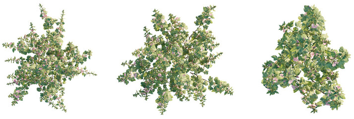 Lavatera clementii Tree plan top view cutout transparent isolate on background