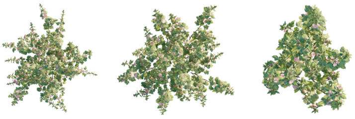 Lavatera clementii Tree plan top view cutout transparent isolate on background