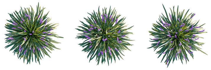 Liriope muscari Tree plan view cutout transparent background