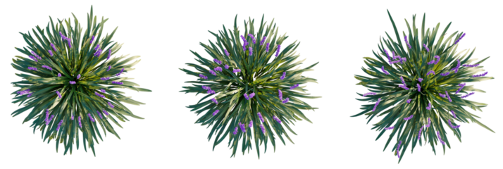 Liriope muscari Tree plan view cutout transparent background
