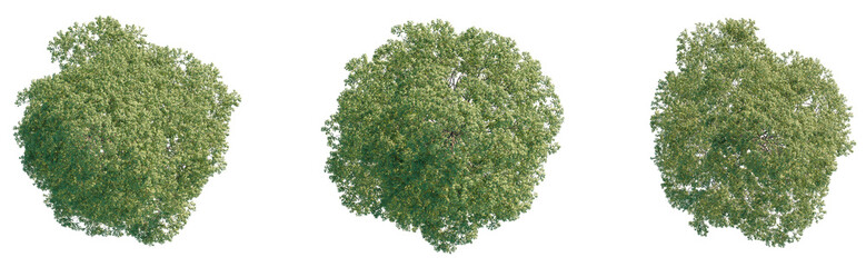 Metasequoia glyptostroboides Tree plan top view cutout transparent isolate on background