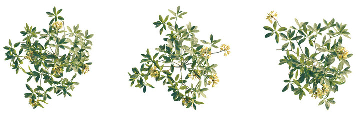 Rhododendron luteum Tree plan view cutout transparent background