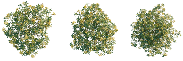 Rhododendron luteum Tree plan top view cutout transparent isolate on background